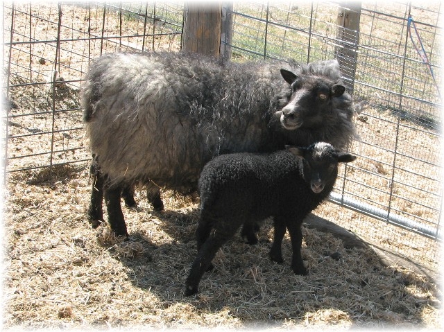 shetland sheep