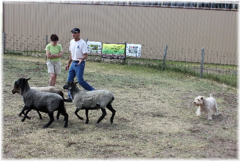 HerdingWheatens